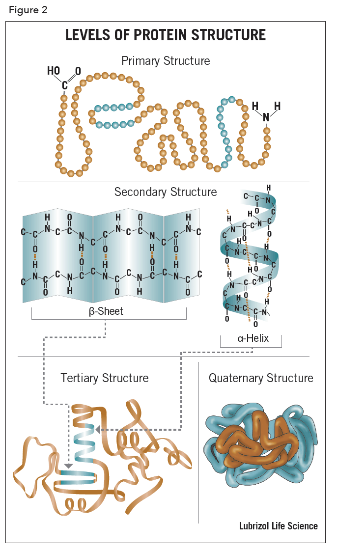 Protein Structure Primary Secondary Tertiary Quatemary