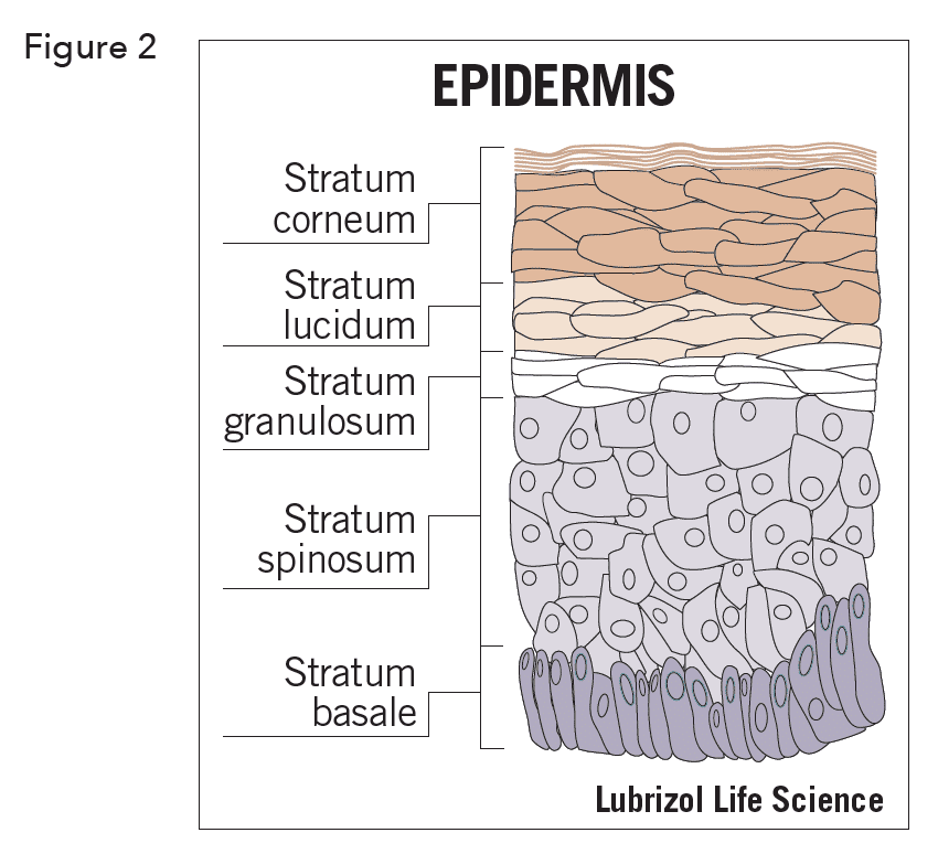 what are epidermal derivatives
