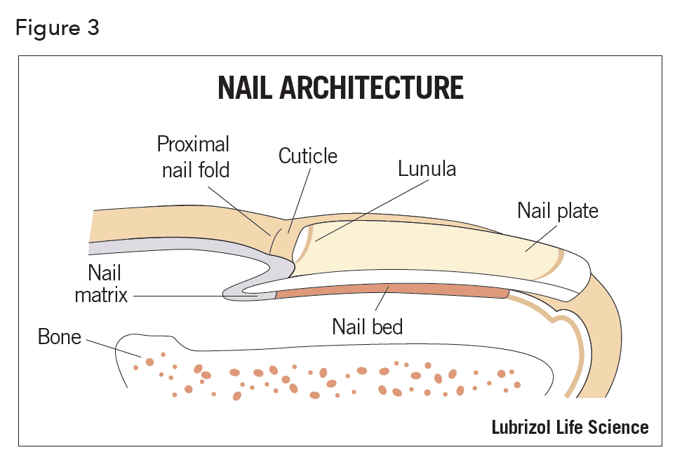 Skin and Nail: Barrier Function, Structure, and Anatomy Considerations for  Drug Delivery | LLS Health CDMO