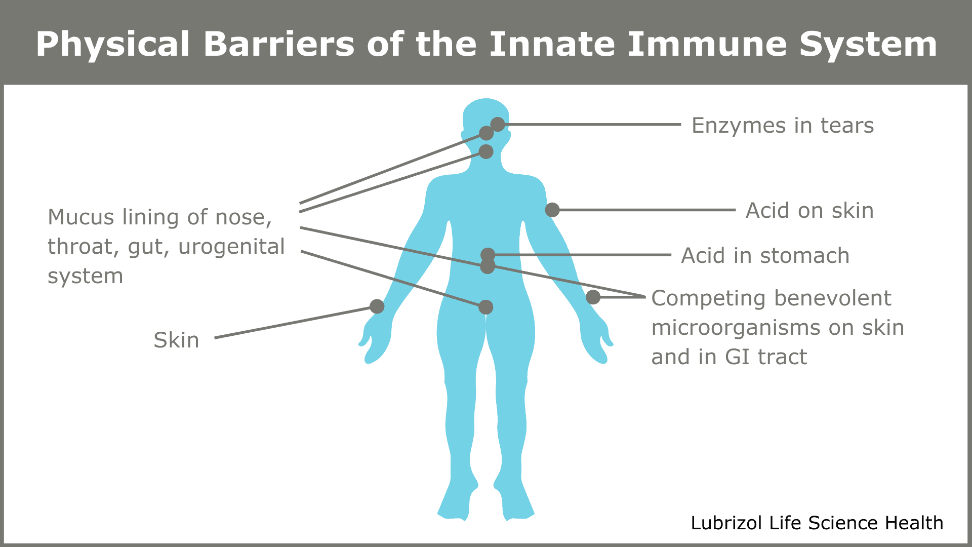 Figure 1 Physical Barriers of the Innate Immune System via Lubrizol CDMO